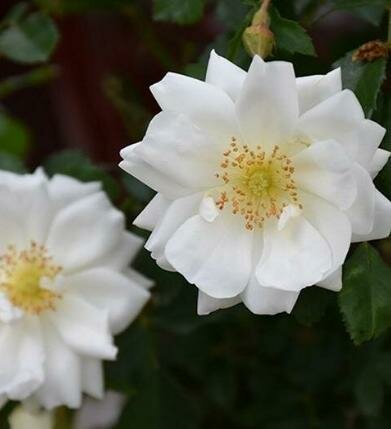 White Flower Carpet Rose Tree