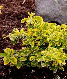 Emerald 'N Gold Euonymus