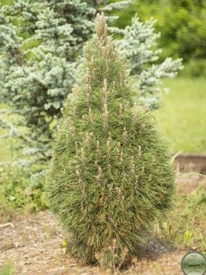 Slender Austrian Pine