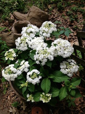 Wedding Gown Hydrangea