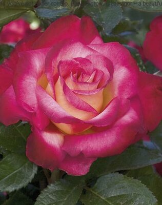 Dick Clark Grandiflora Rose