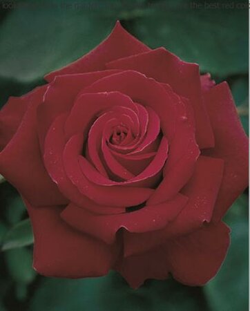 Firefighter Hybrid Tea Rose