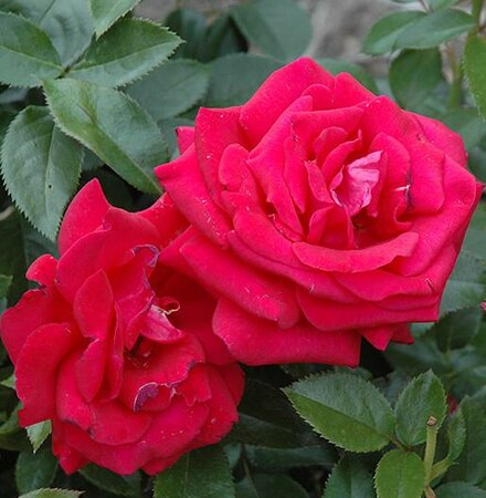 Lasting Love Hybrid Tea Rose