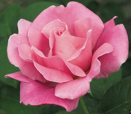 Perfume Delight Hybrid Tea Rose