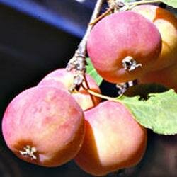 Whitney Crabapple Tree