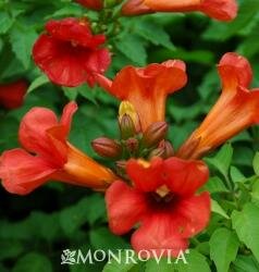 Summer Jazz Fire Hummingbird Vine