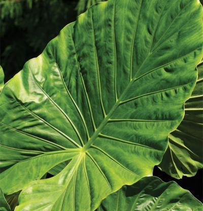 Giant Elephant Ear