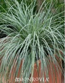 Evercolor Everest Variegated Sedge Grass