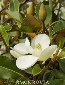 Bracken's Brown Beauty Southern Magnolia