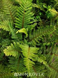 Japanese Tassel Fern