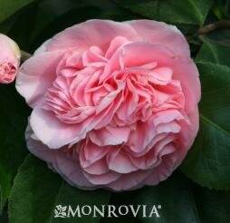 Debutante Camellia