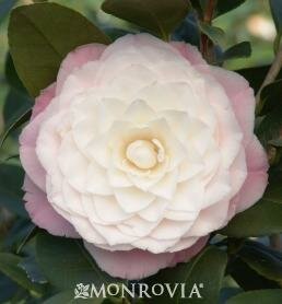 Nuccio's Pearl Camellia