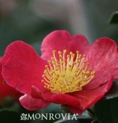 Yuletide Camellia Patio Tree