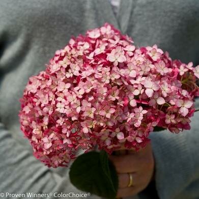 Invincibelle Ruby Hydrangea