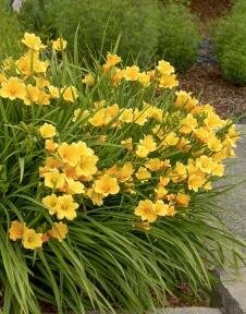 Stella De Oro Daylily