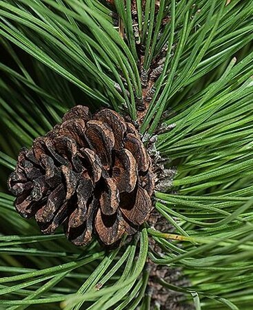 Austrian Pine - image 1