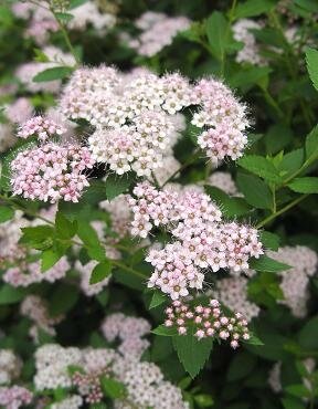 Little Princess Spirea