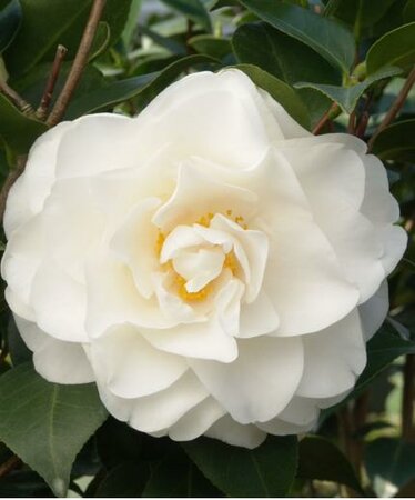 Swan Lake Japanese Camellia