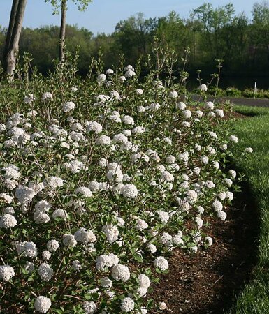 Spice Baby Korean Viburnum