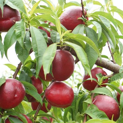 Hardy Red Nectarine Tree