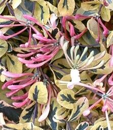 Harlequin Honeysuckle