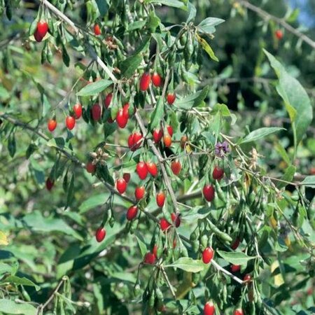 Dynamite Goji Berry