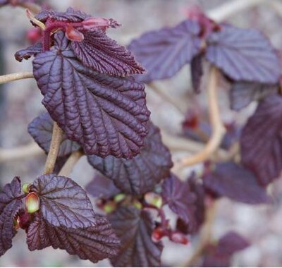 Red Majestic Contorted Hazel