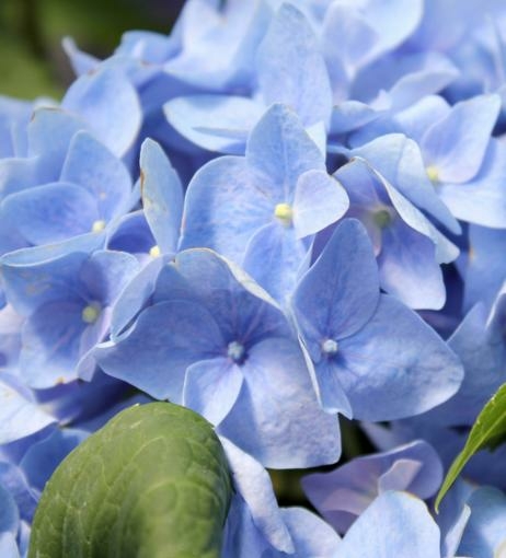 Let's Dance Rhythmic Blue Hydrangea - Triple Tree Nurseryland