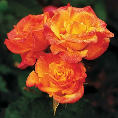 Rio Samba Rose