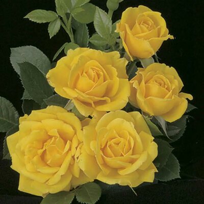 Shockwave Floribunda Rose