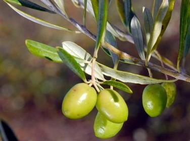 Star Of Crimea Olive Tree