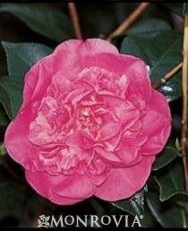 Spellbound Camellia (Pink)