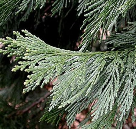 Incense Cedar