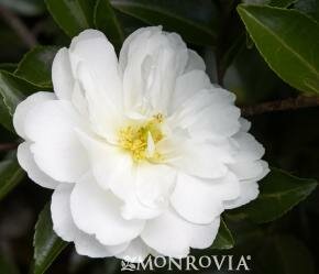 White Doves Camellia