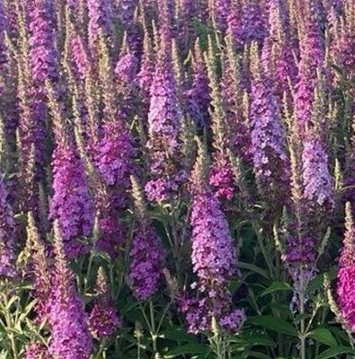 Birthday Cake Butterfly Bush