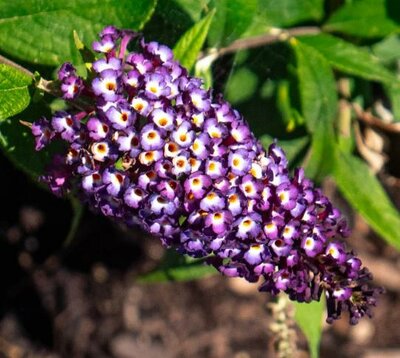 Blueberry Pie Butterfly Bush