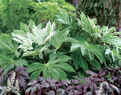 Speckled Fatsia Japonica