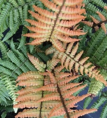 Jurassic Gold Fern