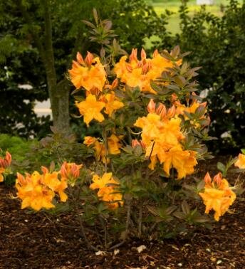 Golden Lights Exbury Azalea