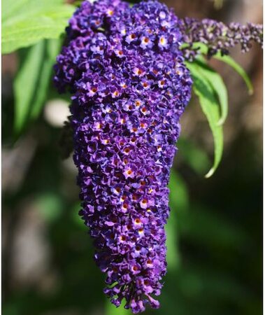 Black Knight Butterfly Bush