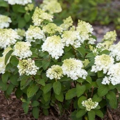 Little Hottie Hydrangea