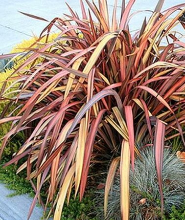 Jester New Zealand Flax