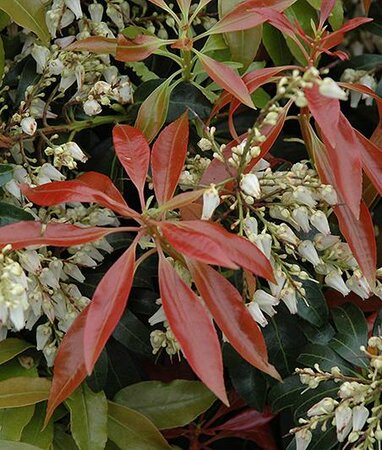 Scarlet O'Hara Pieris