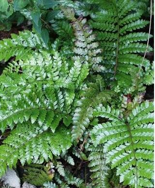 Japanese Tassle Fern