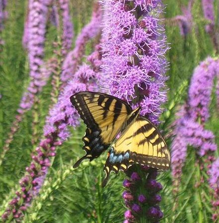 Light Purple Blazing Star (Liatris)