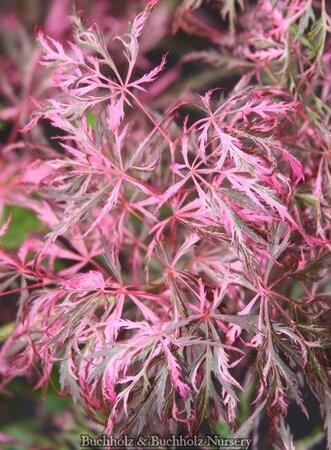 Hana Matoi Japanese Maple