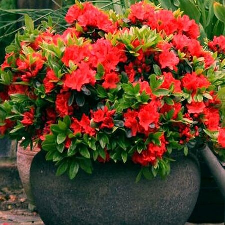 Red Red Japanese Azalea