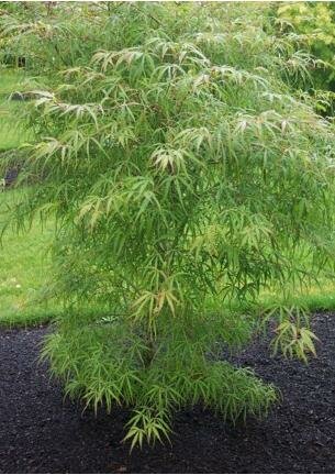 Koto No Ito Japanese Maple - image 2