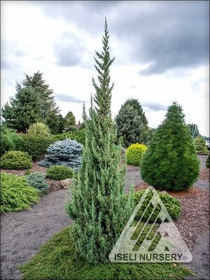 Trautman'S Columnar Juniper