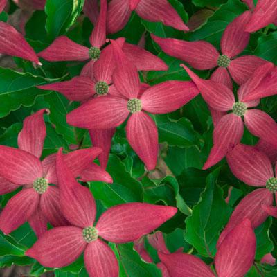 Scarlet Fire Japanese Dogwood